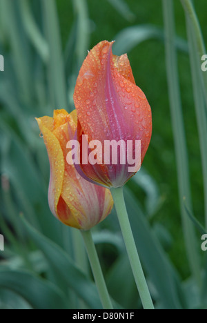 Rot, orange und lila Bunte Tulpen bedeckt Regen Zeitpunkt Tulpe in Holland, Michigan, USA. Stockfoto