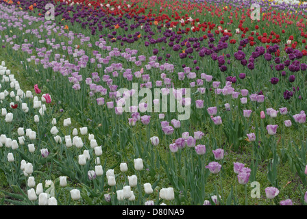 Betten von lila, rote und weiße Tulpen Tulpe Zeitpunkt in Holland, Michigan, USA. Stockfoto