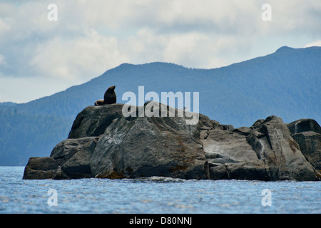 Stellar Northern sea lion Eumetopias jubatus mitgeführt und Garcin Felsen Gwaii Haanas National Park, British Columbia, Kanada Stockfoto