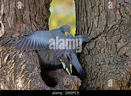 Männliche und weibliche Hohltauben, Columba Oenas, Displays Balz, während auf Baumhöhle thront. Frühling. UK Stockfoto