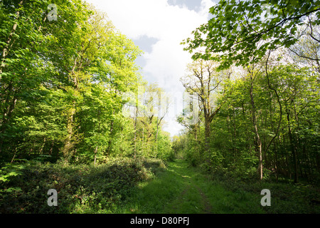 OXFORDSHIRE, VEREINIGTES KÖNIGREICH. Ein Pfad durch Wytham großen Wald in der Nähe von Oxford. 2013. Stockfoto