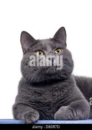 Britisch Kurzhaar süße Katze auf Holzbrett, isoliert Stockfoto