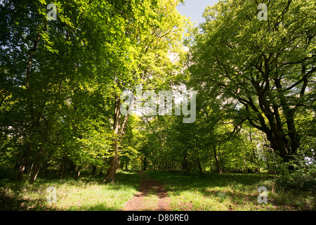 OXFORDSHIRE, VEREINIGTES KÖNIGREICH. Einen schattigen Bäumen gesäumten Track in Wytham Woods in der Nähe von Oxford. 2013. Stockfoto