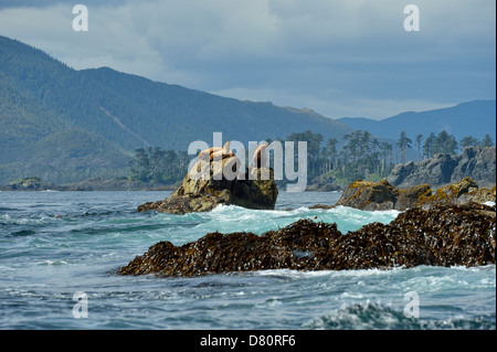 Nördlichen Seelöwen Eumetopias Jubata Gwaii Haanas National Park Haida Gwaii British Columbia Kanada Stockfoto