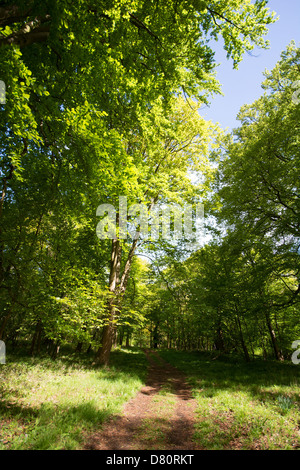 OXFORDSHIRE, VEREINIGTES KÖNIGREICH. Einen schattigen Bäumen gesäumten Track in Wytham Woods in der Nähe von Oxford. 2013. Stockfoto