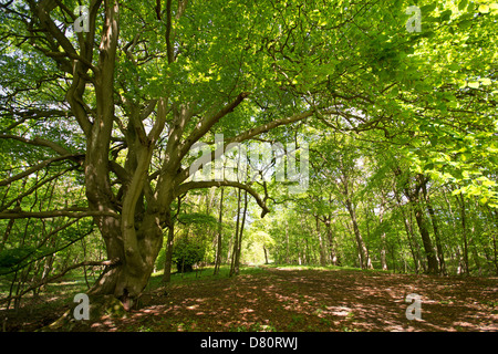 OXFORDSHIRE, VEREINIGTES KÖNIGREICH. Einen schattigen Bäumen gesäumten Weg in Wytham Woods in der Nähe von Oxford. 2013. Stockfoto