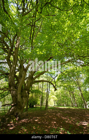 OXFORDSHIRE, VEREINIGTES KÖNIGREICH. Einen schattigen Bäumen gesäumten Track in Wytham Woods in der Nähe von Oxford. 2013. Stockfoto