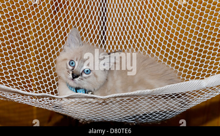 Eine süße siamesische Balinese Kätzchen liegen in der Hängematte. Stockfoto