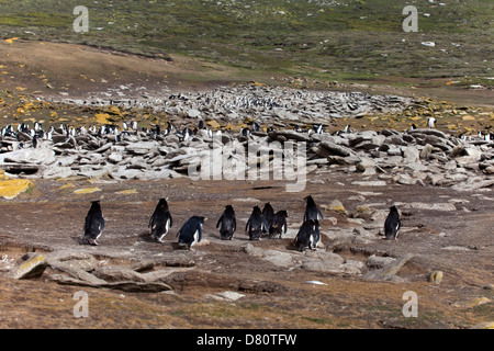 südlichen Felsenpinguin; Eudyptes Chrysocome; Penacho amarillo Stockfoto