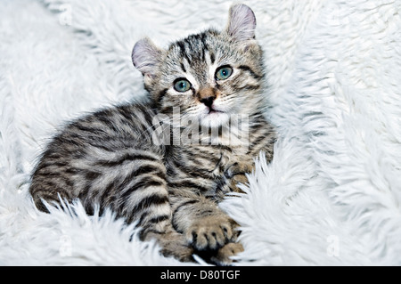 Eine süße Highlander Lynx Kätzchen bereit für ein Nickerchen. Stockfoto