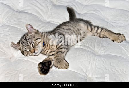 Süße Highlander Lynx Kätzchen auf einer Matratze schlafen. Stockfoto