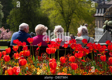 Harrogate, North Yorkshire, Großbritannien 16.. Mai 2013. Vier Rentner saßen auf einer Bank und genossen die Hitzewelle im Stadtzentrum vor einem bunten Aufruhr blühender roter Tulpen. Stockfoto