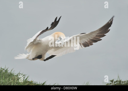 Basstölpel (Sula Bassana, Morus Bassanus) bremst wie es auf einer grasbewachsenen Klippen ins Land kommt. Stockfoto