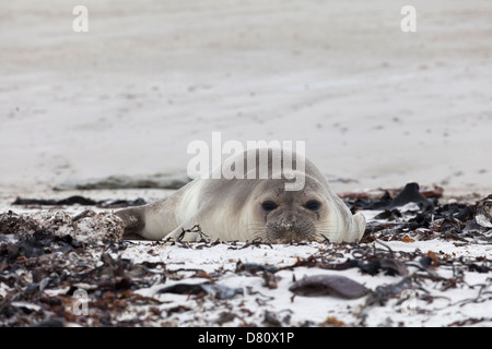 Seeelefanten; Südliche See-Elefant Mirounga leonina Leonina; Stockfoto