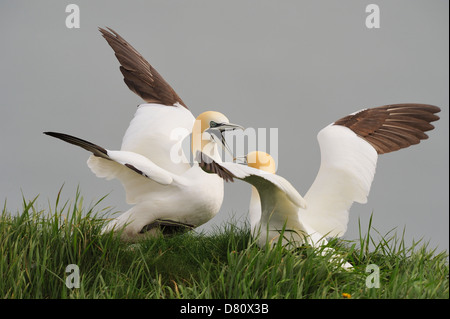 Zwei Basstölpel (Morus Bassanus, Sula Bassana) Streit über den besten Platz Rasen für den Nestbau zu sammeln. Stockfoto