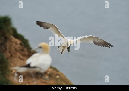 Zwei Basstölpel (Morus Bassanus, Sula Bassana) - ein fliegen, einer unscharf gestellt und auf einer Klippe am Bempton hocken. Stockfoto