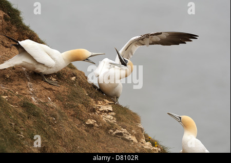 Zwei Basstölpel (Sula Bassana, Morus Bassanus) kämpfen um eine Verschachtelung Website Gebiet während der Brutzeit. Stockfoto