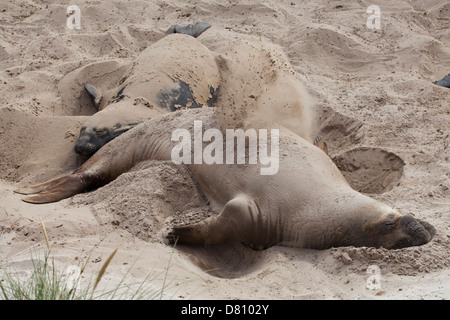 Seeelefanten; Südliche See-Elefant Mirounga leonina Leonina; Stockfoto