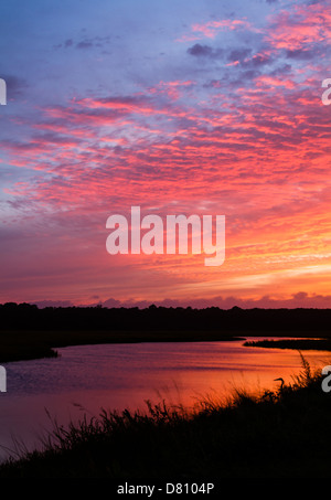 Ein Great Blue Heron blickt auf ein buntes Sonnenuntergang über einen Priel in Florida. Stockfoto