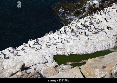 König Kormoran, Phalacrocorax Albiventer Stockfoto