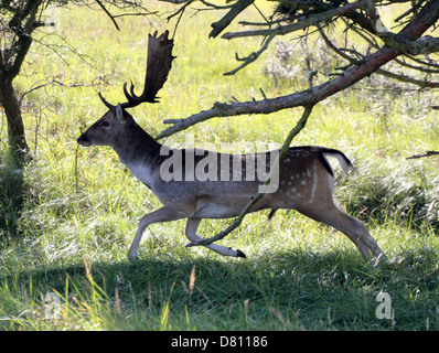 Close-up Portrait einer antlered männliche Hirsch Damhirsch (Dama Dama) schnell laufen Stockfoto