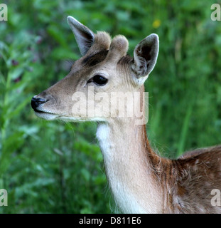 Close-up Portrait von Kopf und Oberkörper eine junge männliche Damhirsche (Dama Dama) Stockfoto