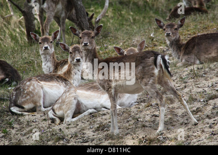 Herde Damhirsche ist (Dama Dama) Stockfoto