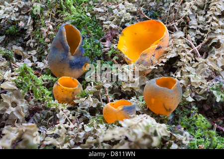 Frühling orange Peel Pilz Stockfoto