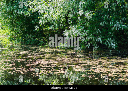 Bird Cherry Baum in voller Blüte, stützte sich auf einen alten Teich Stockfoto