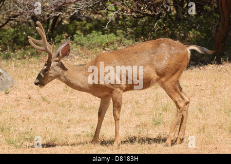 Kolumbianische schwarz-angebundene Buck Fütterung Stockfoto