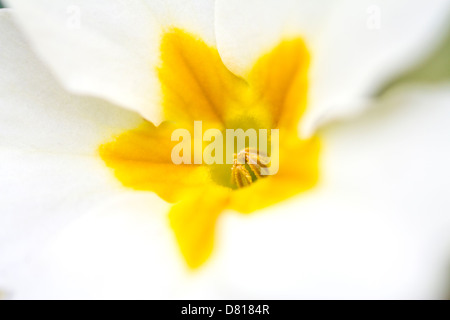 Gemeinsamen Primrose Stockfoto