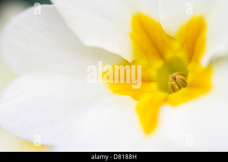 Gemeinsamen Primrose Stockfoto