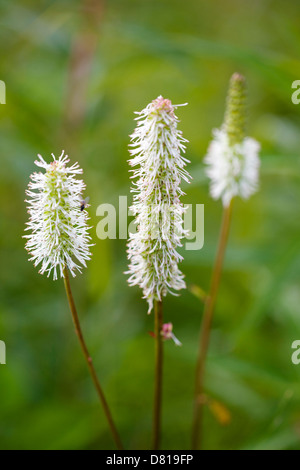 Sitka Burnet Wildblumen (Sanguisorba Stipulata) Denali Nationalpark, Alaska, USA Stockfoto