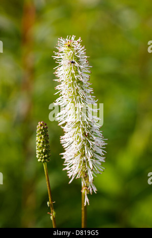 Sitka Burnet Wildblumen (Sanguisorba Stipulata) Denali Nationalpark, Alaska, USA Stockfoto