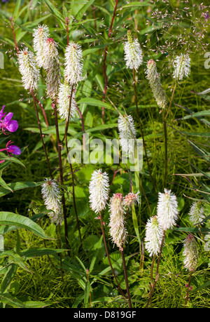 Sitka Burnet Wildblumen (Sanguisorba Stipulata) Denali Nationalpark, Alaska, USA Stockfoto