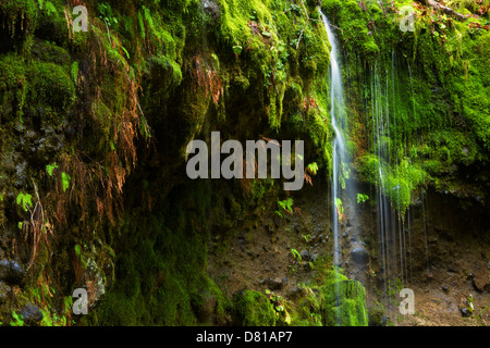 Kleine Spur von Wasser-Streams über bemooste Gesicht auf Spur zu Eagle Creek von Columbia River Gorge, Oregon Stockfoto