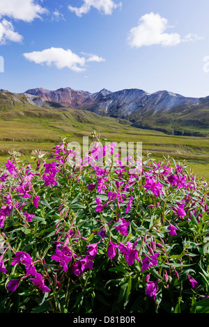 Hohen Weidenröschen (Nachtkerzenöl), anzeigen Süd auf die Alaska Range in der Nähe von Eielson Visitor Center, Denali-Nationalpark, Alaska Stockfoto