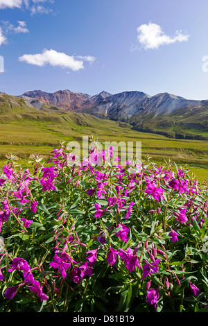 Hohen Weidenröschen (Nachtkerzenöl), anzeigen Süd auf die Alaska Range in der Nähe von Eielson Visitor Center, Denali-Nationalpark, Alaska Stockfoto