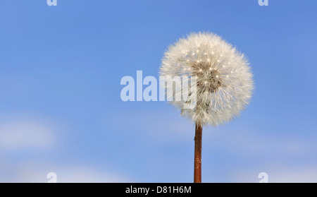 Crested Kugel ein Löwenzahn gegen blauen Himmel Stockfoto