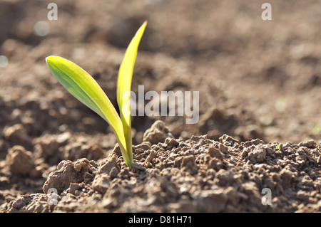 Nahaufnahme von einem jungen Keimling von Mais in einem Feld Stockfoto