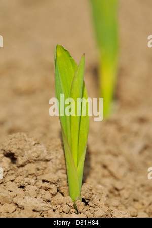 Nahaufnahme von einem jungen Keimling von Mais in einem Feld Stockfoto