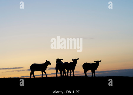 Silhouette der Schafe / Lämmer stehend auf einem Hügel bei Sonnenaufgang spring Stockfoto