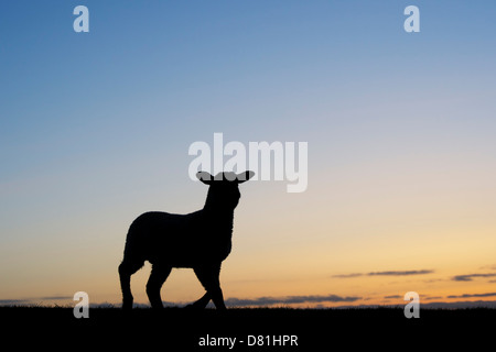 Silhouette der Schafe / Frühjahr Lamm stehend auf einem Hügel bei Sonnenaufgang Stockfoto