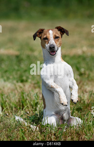 Jack Russell Terrier zeigt trick Stockfoto