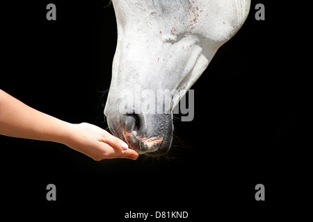 Arabisches Pferd Mund Stockfoto