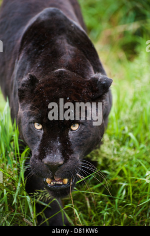 Schwarzer Jaguar Panthera Onca schlich durch lange in Gefangenschaft Stockfoto