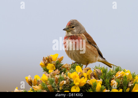 Gemeinsamen Hänfling, Zuchtjahr Cannabina auf Gorse, Ulex europaeus Stockfoto