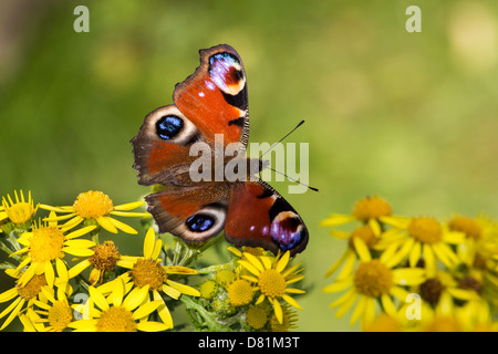 Peacock Inachis Io Nectating auf gemeinsame Kreuzkraut Senecio jacobaea Stockfoto