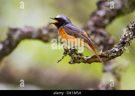 Männliche Gartenrotschwanz, Phoenicurus phoenicurus Stockfoto