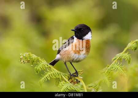 Schwarzkehlchen, Saxicola Torquata, Männlich Stockfoto